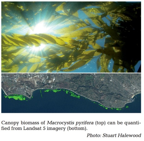 Fig 1 from Kyle's Original work on kelp & Landsat