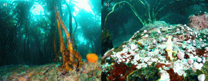 a) kelp in good condition in MEABRs and b) in open access for fishing sites. Photos A. Pérez-Matus