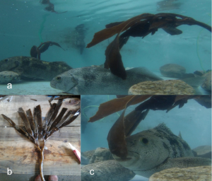 Figure showing the experiments herbivory on reproductive tissue of the kelp Lessonia tabeculata by the herbivore “jerguilla”, Aplodactylus punctatus: a) experimental mesocosms; b) delivered algae as food; c) indicates consumption and bites by adults jerguillas. Pictures from Catalina Ruz. 